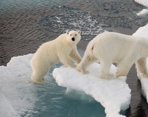 polar bears walking along ice floe