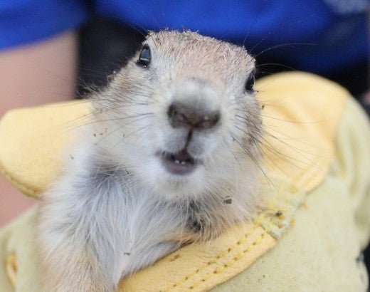 Prairie dog held by HSUS member doing habitat and translocation work
