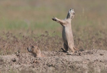 prairie dog jump-yipping
