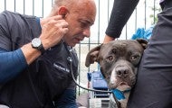 Carrying a backpack filled with basic veterinary supplies, Dr. Kwane Stewart examines the pets of people experiencing homelessness. 