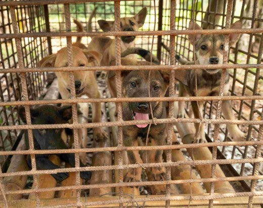 Puppies in a cage at a dog fattening facility