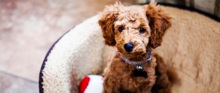 When looking for a breeder for dogs, remember that a dog breeder will work with you to find the right puppy for you