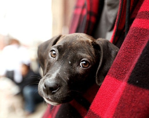 Cute puppy kept warm in person's jacket