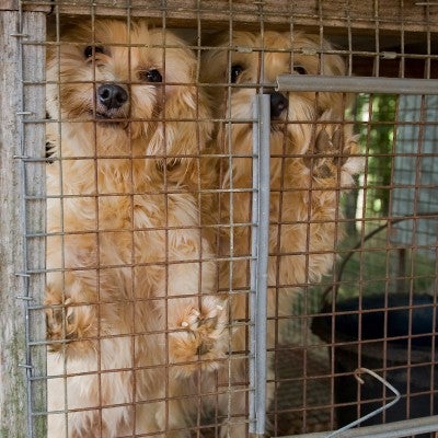 two dogs in an outdoor cage