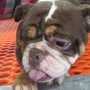 An injured pug from a puppy mill