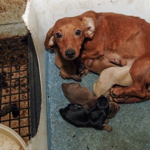 Mother dog huddles along side puppies in puppy mill