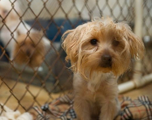 Small scared puppy in a puppy mill cage with other scared puppies in the background
