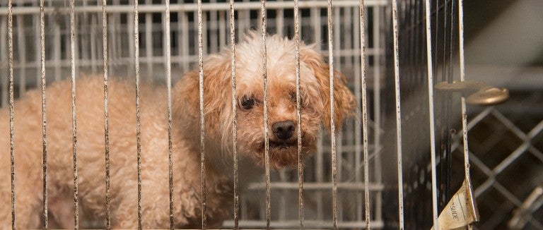 Dirty white dog looks at photographer through puppy mill cage