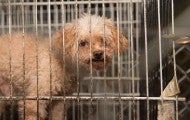 Dirty white dog looks at photographer through puppy mill cage