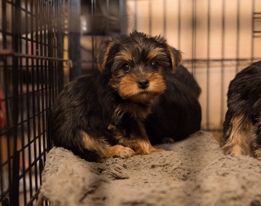 Sad puppies sitting in a filthy cage at a North Carolina puppy mill. 
