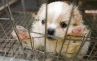 puppy mill rescue puppy