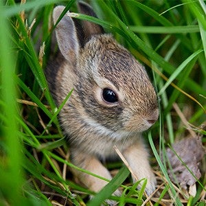baby bunny in a nest