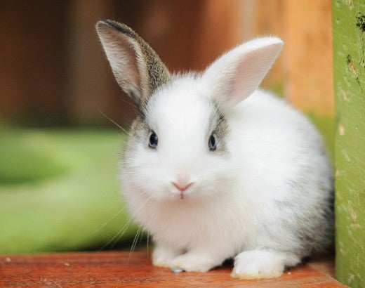 Rabbit 