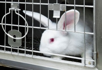 Experimental white rabbits in a cage. We do not know what the specific type of researched being performed is.