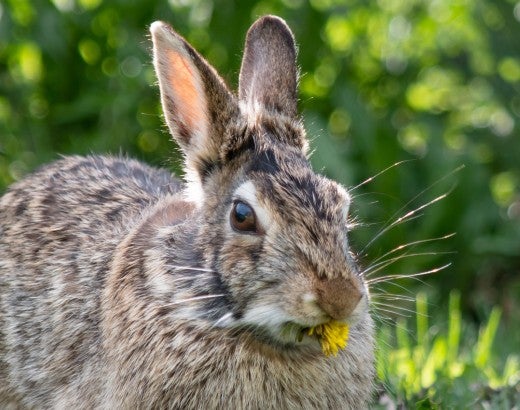 brown rabbit in the grass