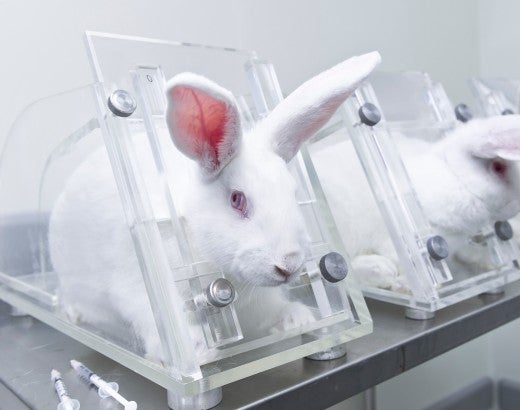 Three rabbits in restraints in animal testing lab
