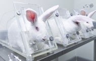 Three rabbits in restraints in animal testing lab