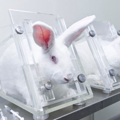 Three rabbits in restraints in animal testing lab