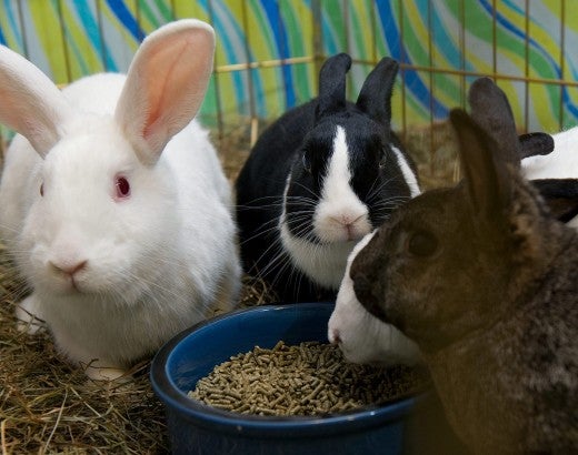Rabbits