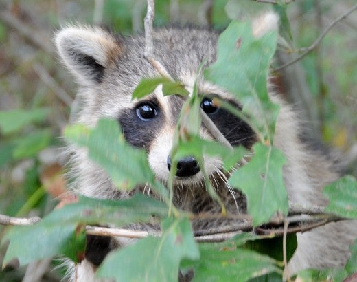 Raccoon in the forest