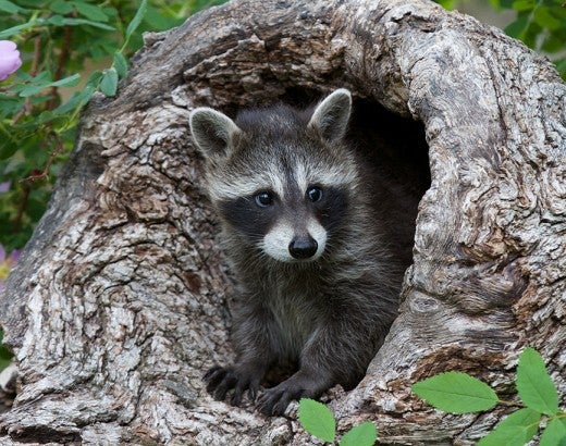 baby raccoon