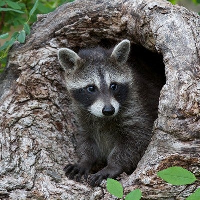 baby raccoon