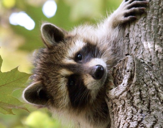Raccoon in a tree