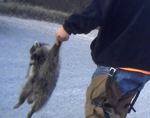 A man holds a dead raccoon