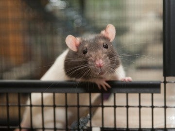 cute rat looking out of her cage