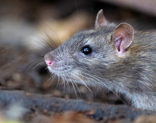 The best way to get rid of rats is by making your home less attractive to them