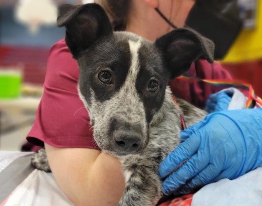 A dog is examined during a medical exam