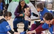 Three RAVS volunteers work together to examine a dog