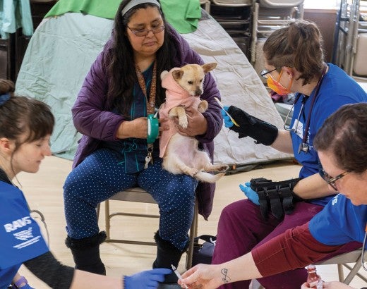 Three RAVS volunteers work together to examine a dog.