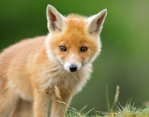 Cute young red fox