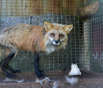 Red fox on fur farm