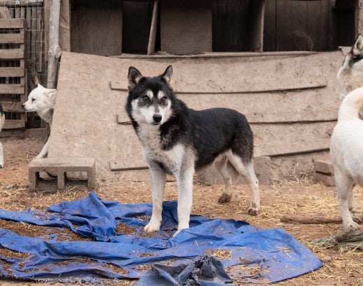 Adult dogs found living outdoors in crowded, filthy pens, some with no apparent access to food or water. 