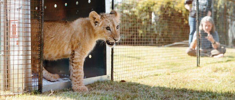 Pi the lion cub emerging from his transport crate