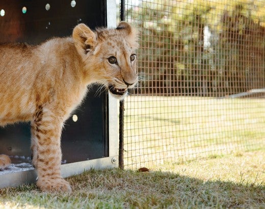 Pi the lion cub emerging from his transport crate