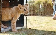 Pi the lion cub emerging from his transport crate