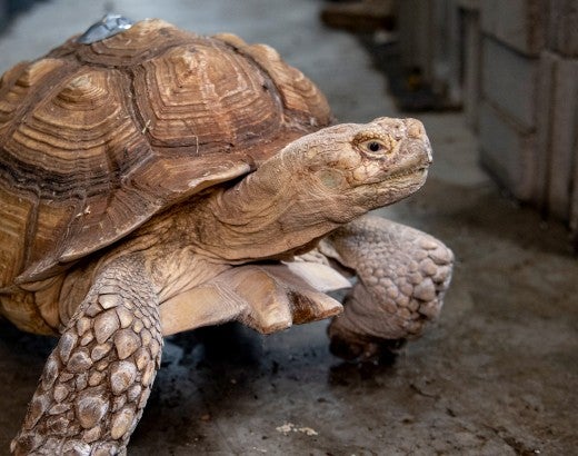 Goblin the tortoise walking on a concrete floor