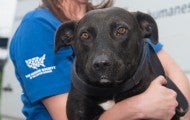 Black dog being held by an HSUS member at a hurricane transport.