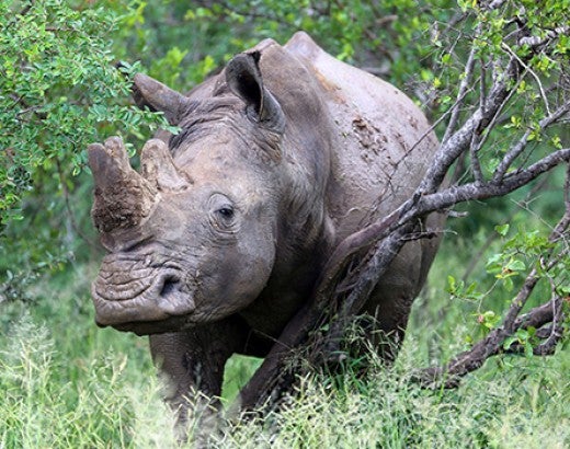 white rhinoceros in the wild