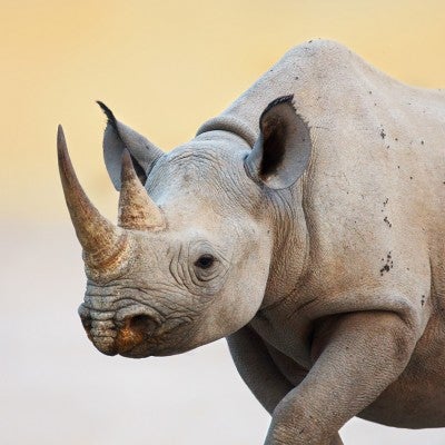 Black rhino walking in Etosha National Park, Namibia, Africa