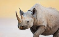 Black rhino walking in Etosha National Park, Namibia, Africa