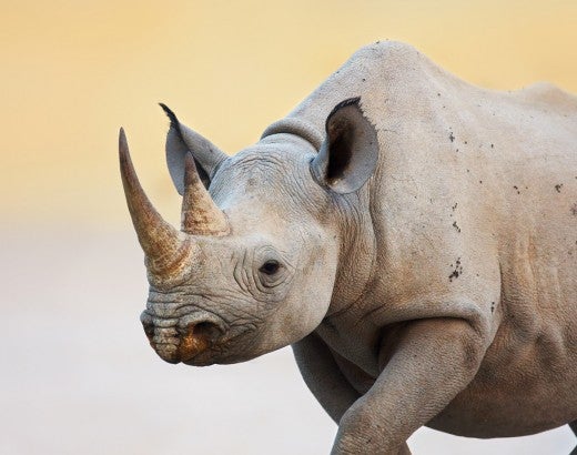 Black rhino walking in Etosha National Park, Namibia, Africa
