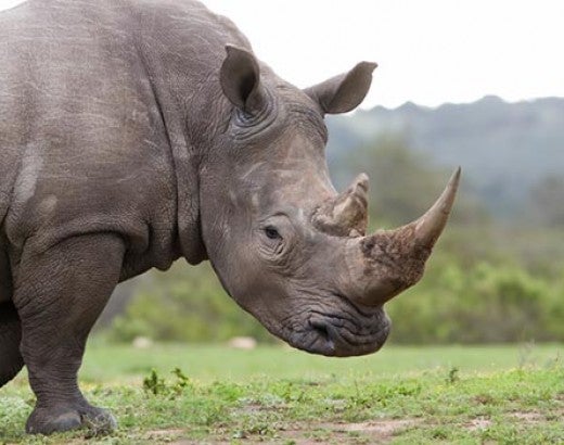 Rhino