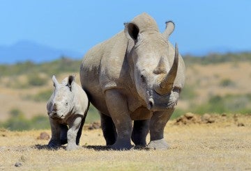 African white rhino, National park of Kenya, Africa
