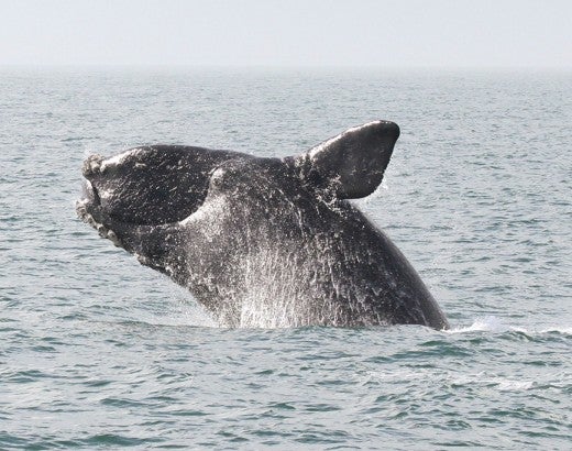 North Atlantic Right Whale breaching the water's surface