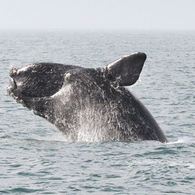 North Atlantic Right Whale breaching the water's surface