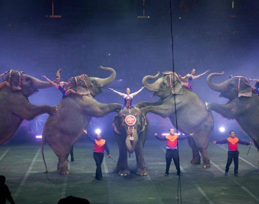 Elephants forced to perform at a circus